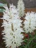 λευκό λουλούδι Ακρωτήριο Πασχαλίτσα φωτογραφία (Ποώδη)