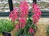 pink Blomst Cape Kodriver foto (Urteagtige Plante)