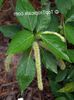 πράσινος γλάστρα Γάτα Ουρά, Φυτών Σενίλ, Red Hot Cattail, Foxtail, Κόκκινο Καυτό Πόκερ φωτογραφία (Θάμνοι)