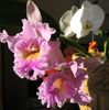 bleikur Blóm Cattleya Orchid mynd (Herbaceous Planta)
