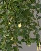 hvit Blomst Sentrale Amerikanske Bellflower bilde (Hengende Plante)