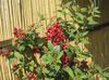 წითელი ყვავილების Cestrum ფოტო (ბუში)