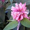 ვარდისფერი ყვავილების Cestrum ფოტო (ბუში)