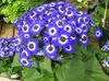 blau Blume Cineraria Cruenta foto (Grasig)