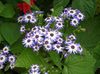modrá Kvetina Cinerárie Cruentata fotografie (Trávovitý)