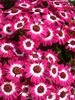 рожевий Квітка Цинерарія Закривавлена ​​(Крестовнік) фото (Трав'яниста)
