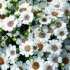 biely Kvetina Cinerárie Cruentata fotografie (Trávovitý)