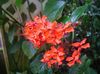 rouge Fleur Clerodendron photo (Des Arbustes)