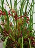 бордовый Цветок Максиллярия фото (Травянистые)