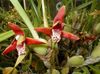 sarkans Zieds Kokosriekstu Pie Orhideju foto (Zālaugu Augs)