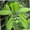 緑色 フラワー セロジネ フォト (草本植物)