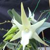 Orquídea Cometa, Estrella De Belén Orquídea