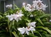 beyaz Saksı çiçekleri Crinum fotoğraf (Otsu Bir Bitkidir)