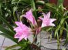 roze Pot Bloem Crinum foto (Kruidachtige Plant)