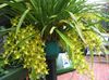 жовтий Квітка Цимбидиум фото (Трав'яниста)