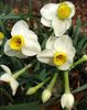 spring Daffodils, Daffy Down Dilly