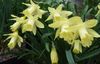 gul Kruka blomma Påskliljor, Daffy Ner Dillyen foto (Örtväxter)