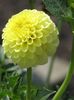 gul Blomst Dahlia bilde (Urteaktig Plante)
