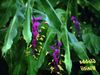 halványlila Virág Táncoló Hölgy fénykép (Lágyszárú Növény)