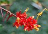 piros Virág Táncoló Hölgy fénykép (Lágyszárú Növény)