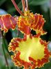 Dancing Lady Orchid, Cedros Bee, Leopard Orchid