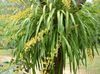 жут Цвет Данцинг Лади Орхидеја, Цедрос Пчела, Леопарда Орхидеја фотографија (Травната)