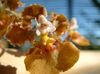 καφέ λουλούδι Χορό Κυρία Ορχιδέα, Κέδρος Μέλισσα, Λεοπάρδαλη Ορχιδέα φωτογραφία (Ποώδη)