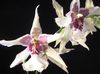 თეთრი ყვავილების ცეკვა ლედი ორქიდეა, Cedros ფუტკრის, ლეოპარდი ორქიდეა ფოტო (ბალახოვანი მცენარე)
