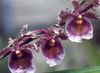 vijolična Cvet Dancing Lady Orhideja, Cedros Bee, Leopard Orhideja fotografija (Travnate)
