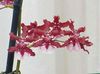 赤 フラワー 踊る女性の蘭、cedrosの蜂、ヒョウの蘭 フォト (草本植物)