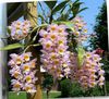 sārts Dendrobium Orhideja