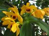 žlutý Dendrobium Orchidej
