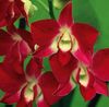 červená Dendrobium Orchidea