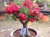 roșu Floare Desert Rose fotografie (Copac)