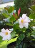 branco Pote flores Dipladenia, Mandevilla foto (Pendurado Planta)