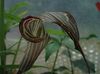 brūns Zieds Pūķis Arum, Kobra Augu, Amerikāņu Wake Robin, Domkrats Kancelē foto 