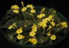 żółty Kwiat Episcia zdjęcie (Trawiaste)
