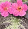 ვარდისფერი ყვავილების Episcia ფოტო (ბალახოვანი მცენარე)