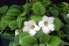 თეთრი ყვავილების Episcia ფოტო (ბალახოვანი მცენარე)