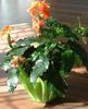 narančasta  Petarda Cvijet foto (Grmovi)