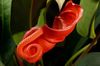 oranžinis žiedas Flamingo Gėlė, Širdis Gėlė nuotrauka (Žolinis Augalas)
