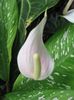 білий Квітка Антуріум фото (Трав'яниста)
