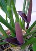紫 花 火鹤花，心脏花 照片 (草本植物)