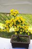 dzeltens Zieds Floristi Mamma, Pot Mammu foto (Zālaugu Augs)