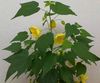 keltainen Kukka Kukinnan Vaahtera, Itkien Vaahtera, Kiinan Lyhty kuva (Puut)