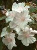 белый Цветок Абутилон (комнатный клен) фото (Деревья)