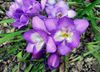 lilac Flower Freesia photo (Herbaceous Plant)