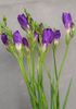 purpurs Zieds Frēzija foto (Zālaugu Augs)