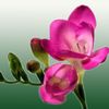 ვარდისფერი ყვავილების ფრეზია ფოტო (ბალახოვანი მცენარე)