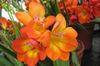 oranžna Cvet Frezije fotografija (Travnate)
